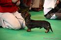 Crufts2011_2 509